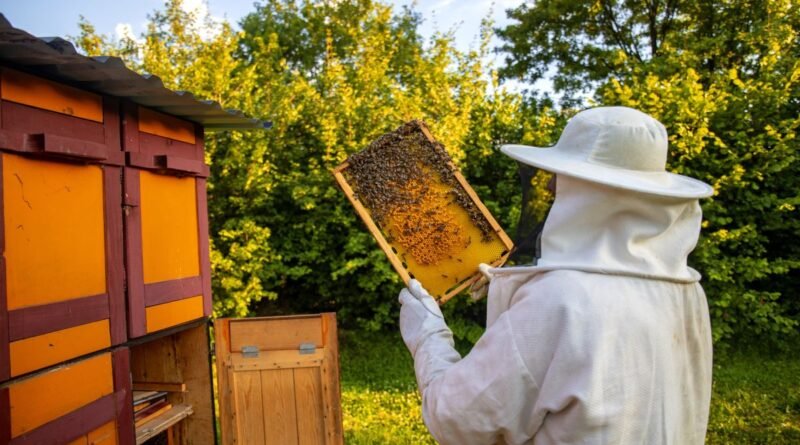 apicultor extraindo mel