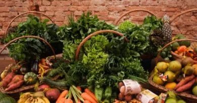 alimentos organicos alternativa casa natural