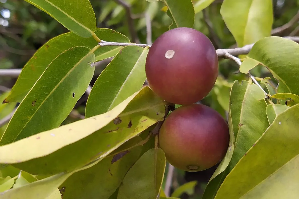 Frutas com vitamina C: quais consumir, recomendação diária e tabela 2 camu camu
