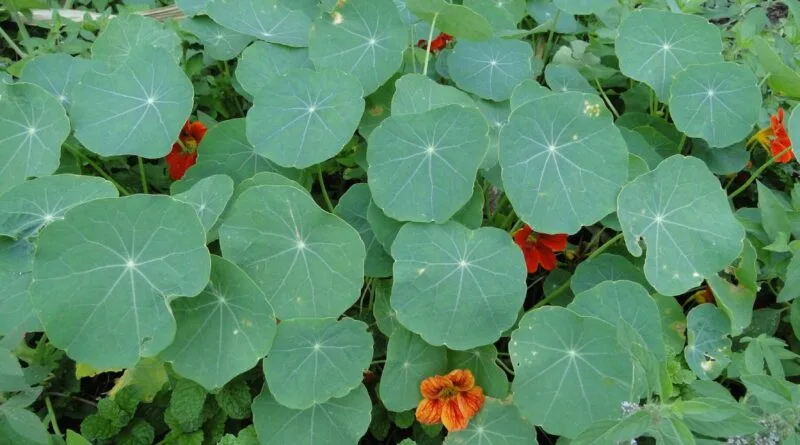 panc capucinha