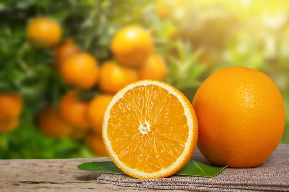 laranja do jardim 1