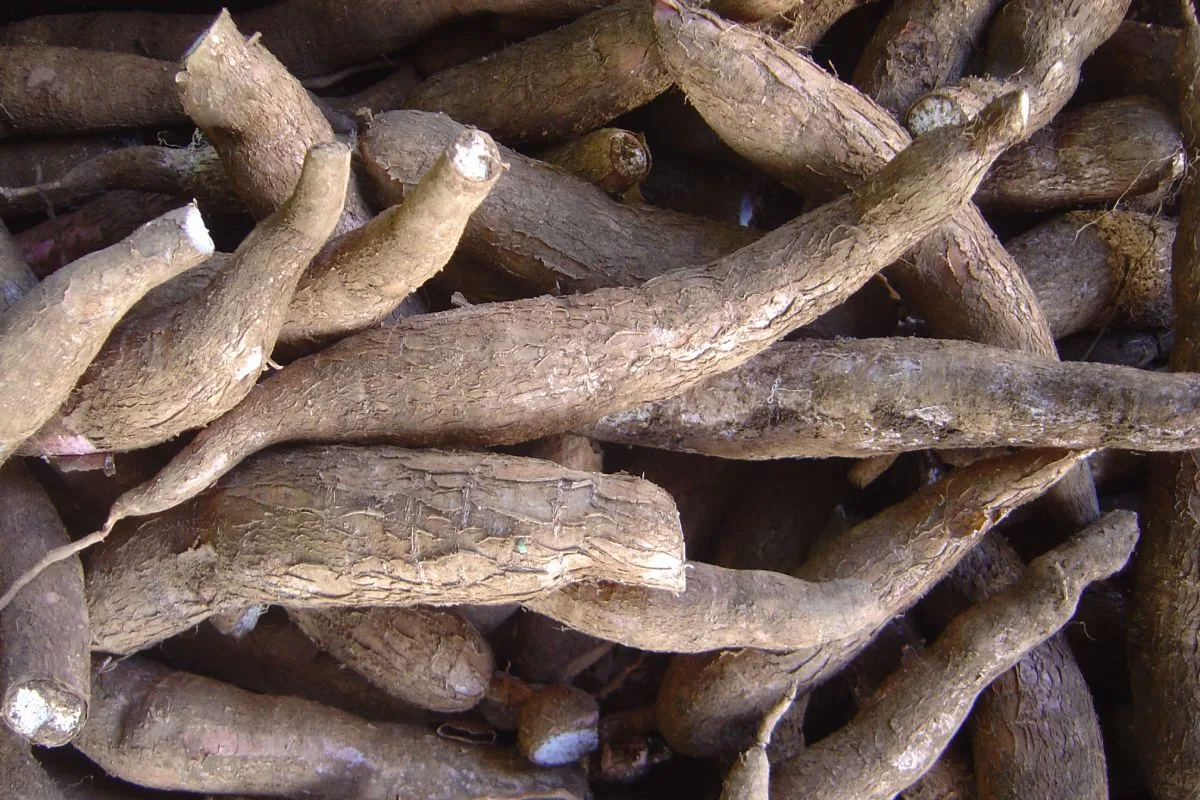 Mandioca é carboidrato bom ou ruim? 1 Imagem de mandioca